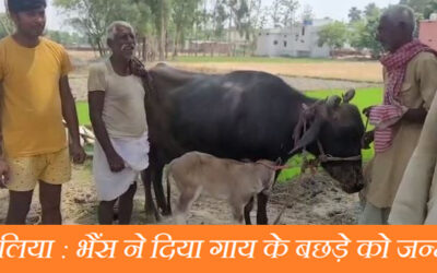 बलिया : भैंस ने दिया गाय के बछड़े को जन्म, कुदरत के करिश्में से सभी हैरान।