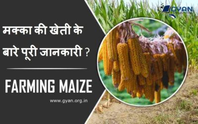 मक्का की खेती के बारे पूरी जानकारी ?  | Makka Kheti Complete information in Hindi