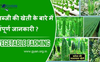सब्जी की खेती के बारे में संपूर्ण जानकारी ? (Vegetable Farming Complete information Hindi)