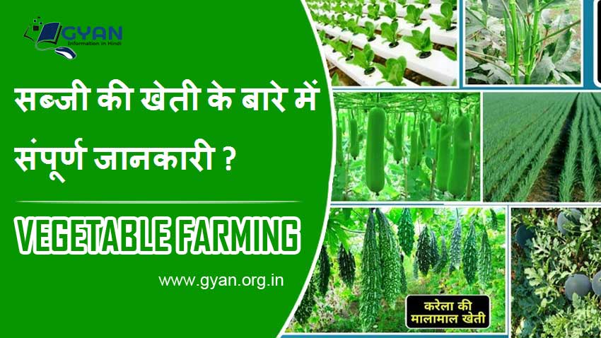 सब्जी की खेती के बारे में संपूर्ण जानकारी ? (Vegetable Farming Complete information Hindi)