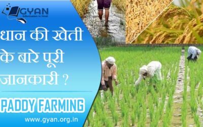 धान की खेती के बारे पूरी जानकारी ? | Dhan Kheti Complete information in Hindi
