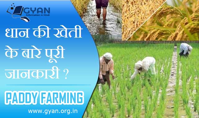धान की खेती के बारे पूरी जानकारी ? | Dhan Kheti Complete information in Hindi