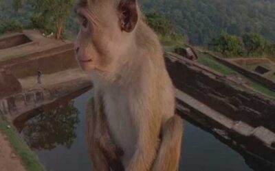 चीन को एक लाख बंदर क्यों बेचेगा रहा है श्रीलंका?