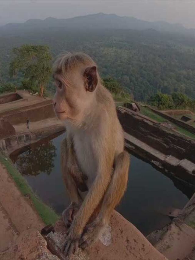 चीन को एक लाख बंदर क्यों बेचेगा रहा है श्रीलंका?