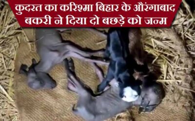 कुदरत का करिश्मा बिहार के औरंगाबाद बकरी ने दिया दो बछड़े को जन्म